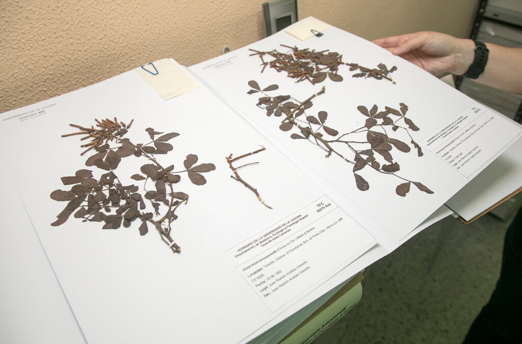 El Herbario de la Universidad de La Laguna, donde se encuentran casi todas las muestras testigos del proyecto MACBIOPEST, mejora y amplia sus instalaciones.
