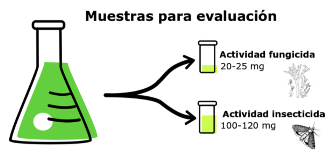 Protocolo de extracción para la actividad 2.2.1.