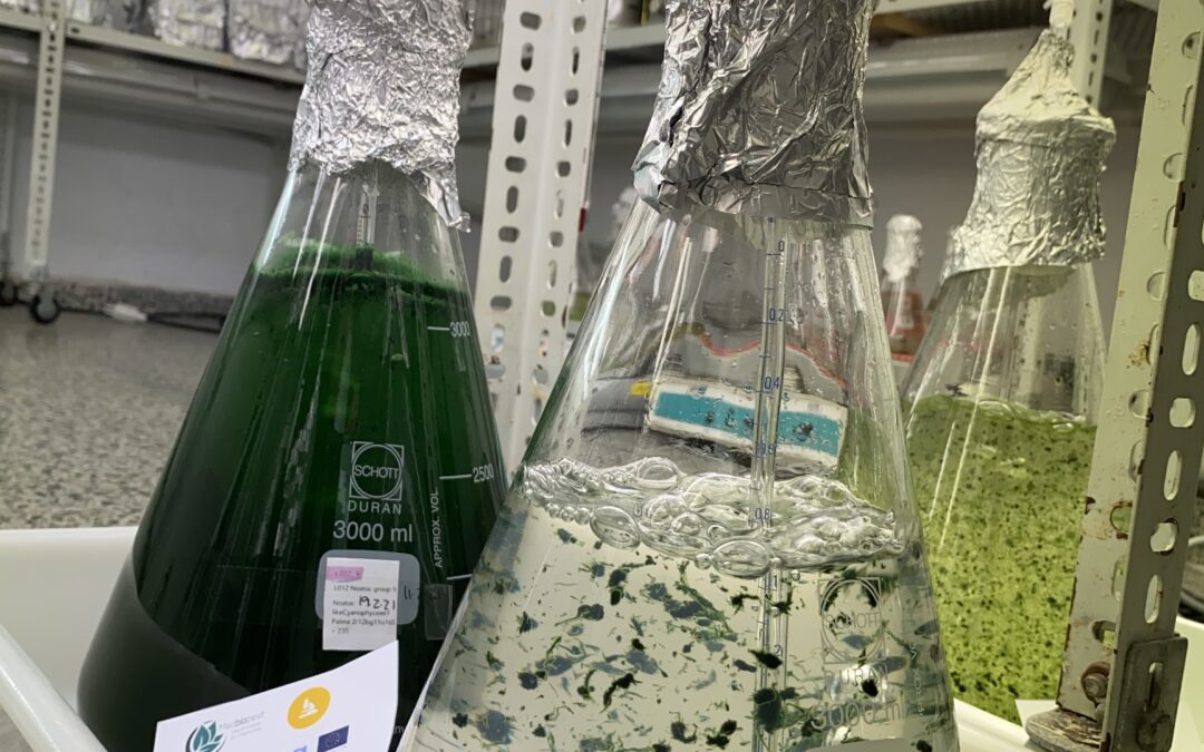 Cultivo de microalgas en el laboratorio